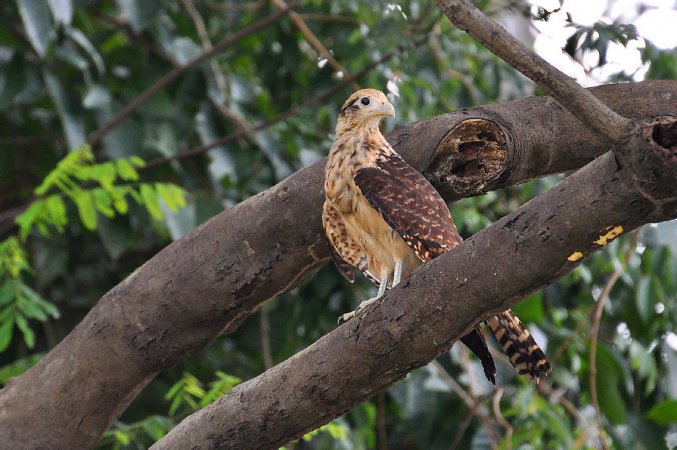Photo (18): Yellow-headed Caracara
