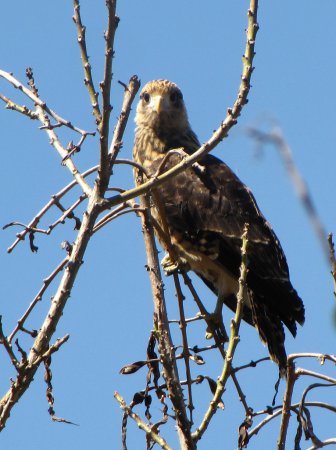 Photo (21): Yellow-headed Caracara