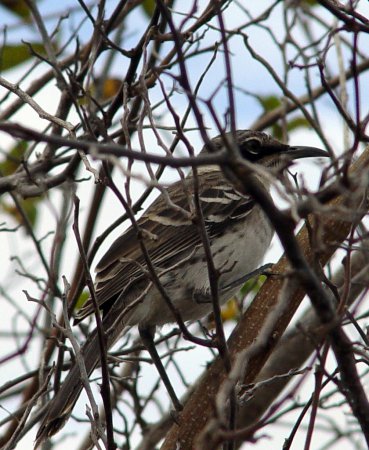 Photo (12): Galapagos Mockingbird