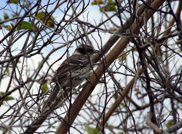 Photo (13): Galapagos Mockingbird