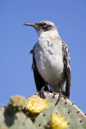 Photo (6): Galapagos Mockingbird
