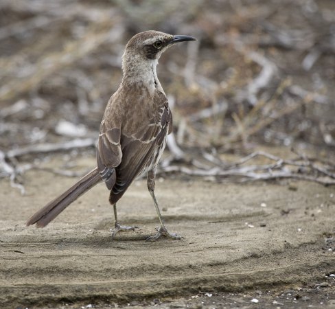 Photo (4): Galapagos Mockingbird