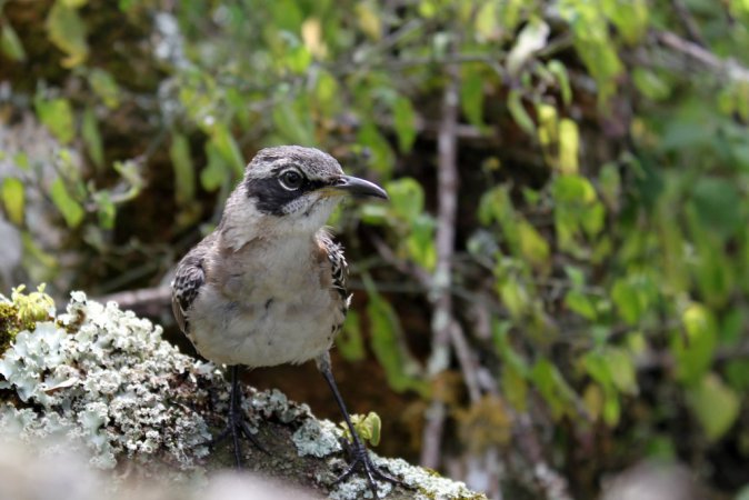 Photo (11): Galapagos Mockingbird