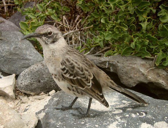 Photo (1): Galapagos Mockingbird