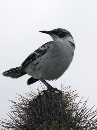Photo (9): Galapagos Mockingbird