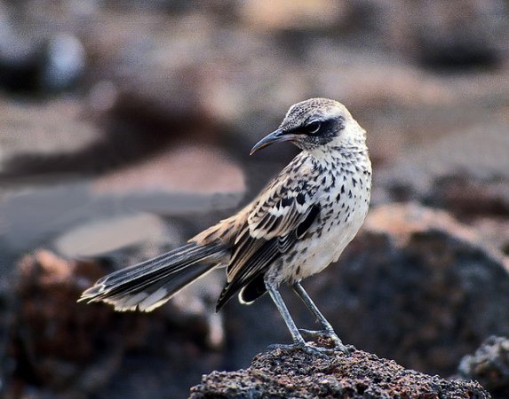 Photo (5): Galapagos Mockingbird