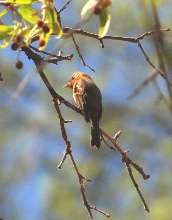 Photo (12): Tufted Flycatcher
