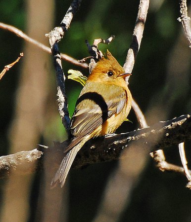 Photo (7): Tufted Flycatcher