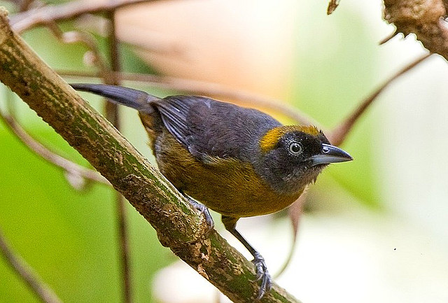 Photo (1): Dusky-faced Tanager