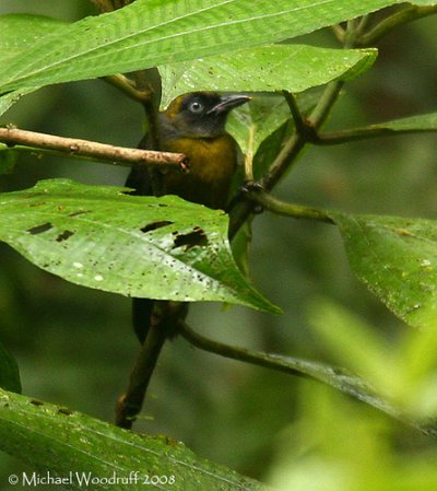Photo (2): Dusky-faced Tanager