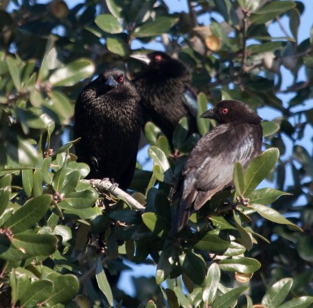 Photo (7): Bronzed Cowbird