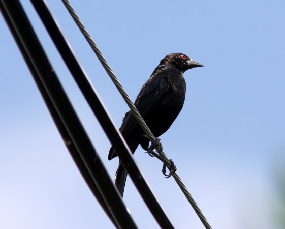 Photo (18): Bronzed Cowbird