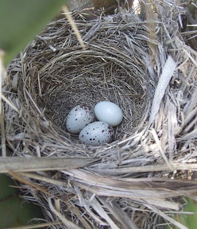 Photo (23): Bronzed Cowbird