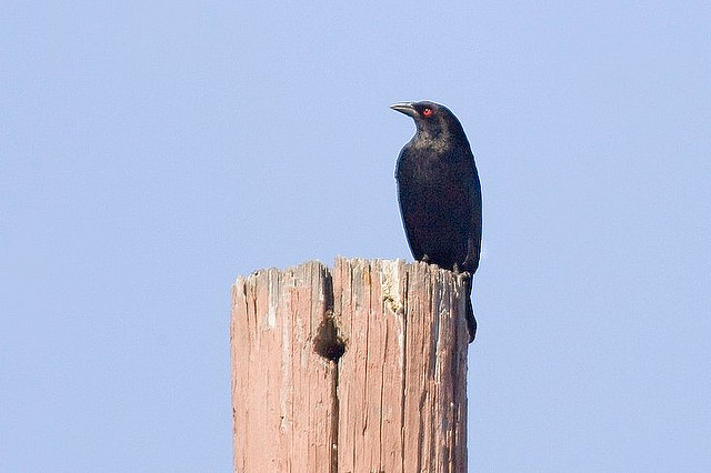 Photo (13): Bronzed Cowbird