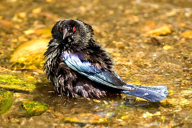 Photo (12): Bronzed Cowbird