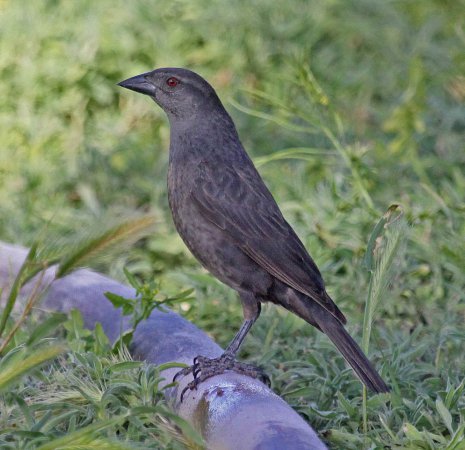 Photo (4): Bronzed Cowbird