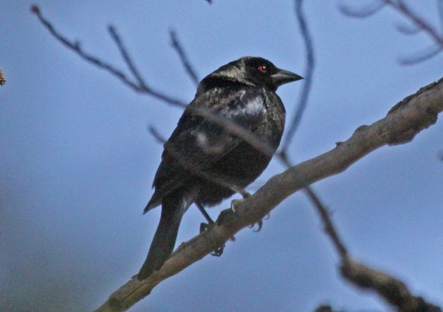 Photo (20): Bronzed Cowbird