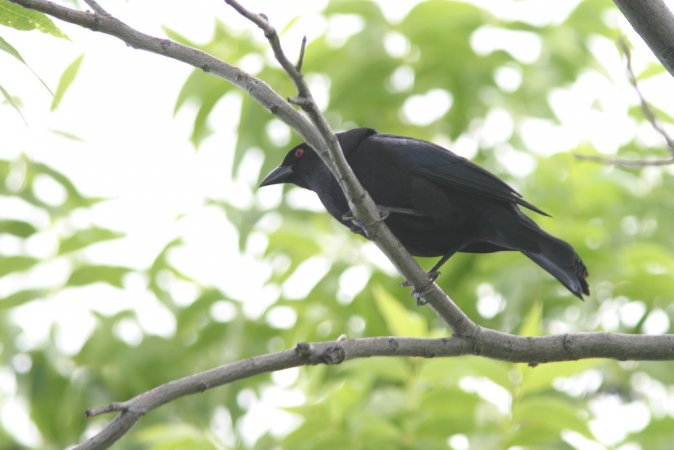 Photo (19): Bronzed Cowbird