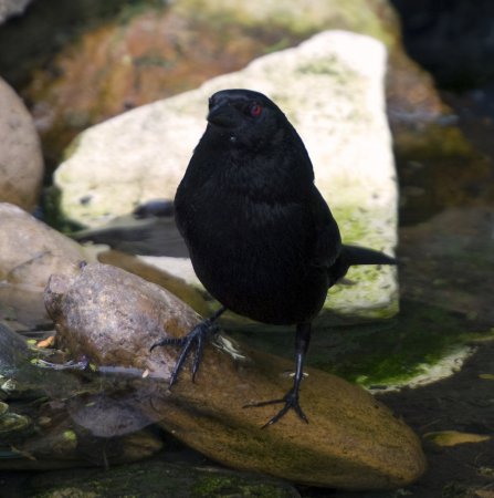 Photo (17): Bronzed Cowbird