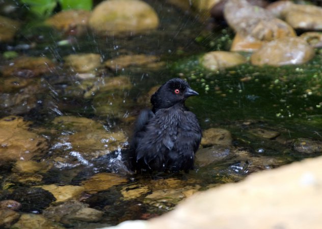 Photo (9): Bronzed Cowbird