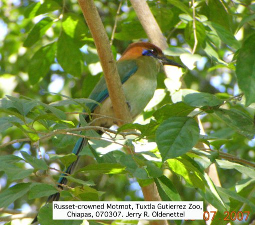 Photo (2): Russet-crowned Motmot