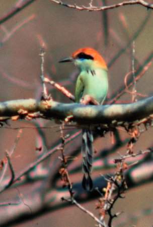 Photo (6): Russet-crowned Motmot