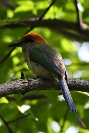 Photo (3): Russet-crowned Motmot