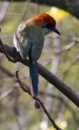 Photo (10): Russet-crowned Motmot