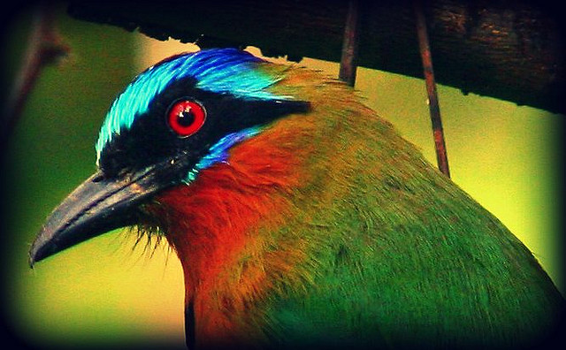 Photo (5): Whooping Motmot