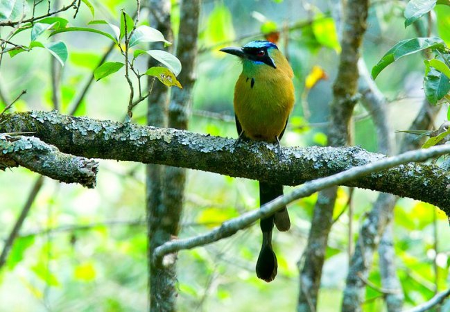 Photo (3): Whooping Motmot