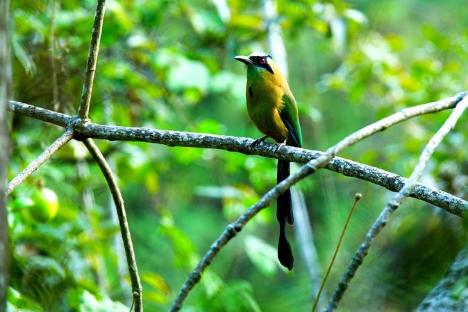 Photo (1): Whooping Motmot