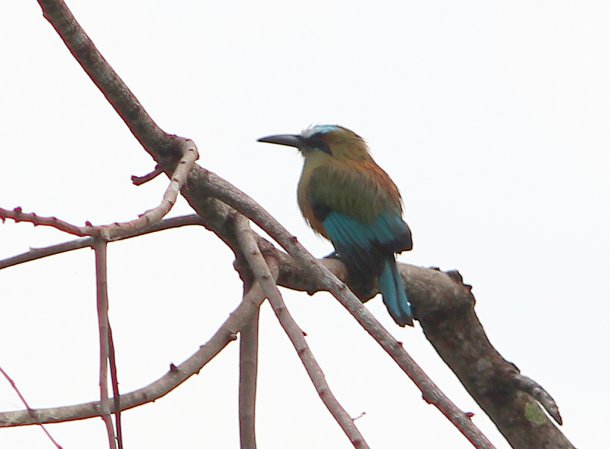 Photo (6): Whooping Motmot