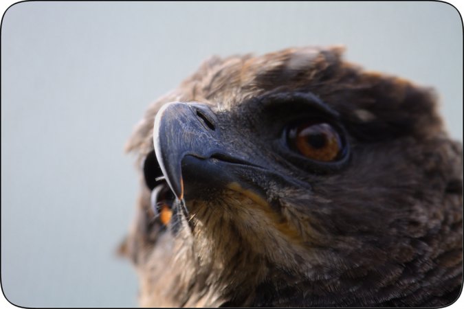 Photo (1): Crested Eagle