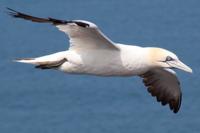 Photo (3): Northern Gannet