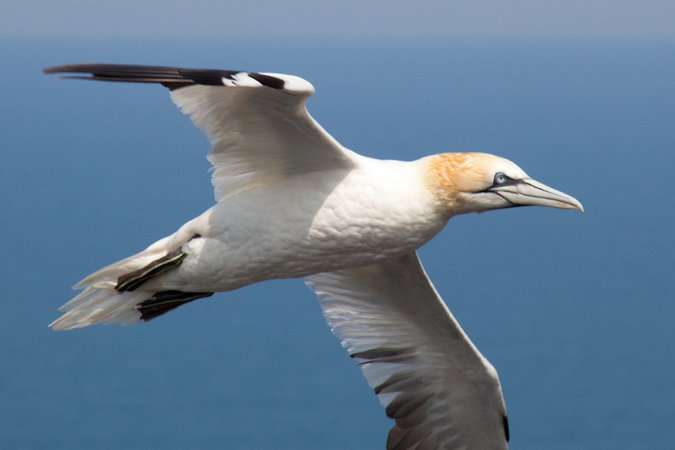 Photo (1): Northern Gannet