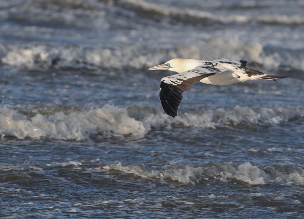 Photo (8): Northern Gannet