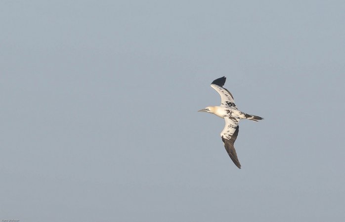 Photo (15): Northern Gannet