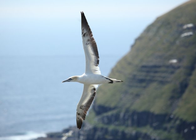 Photo (9): Northern Gannet