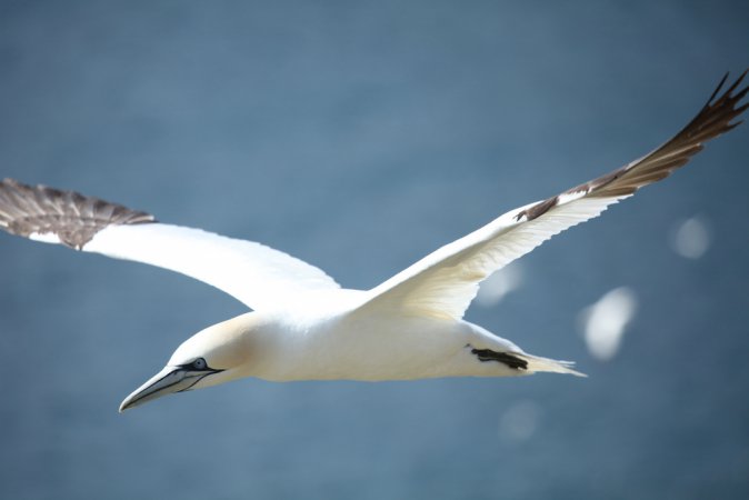 Photo (16): Northern Gannet