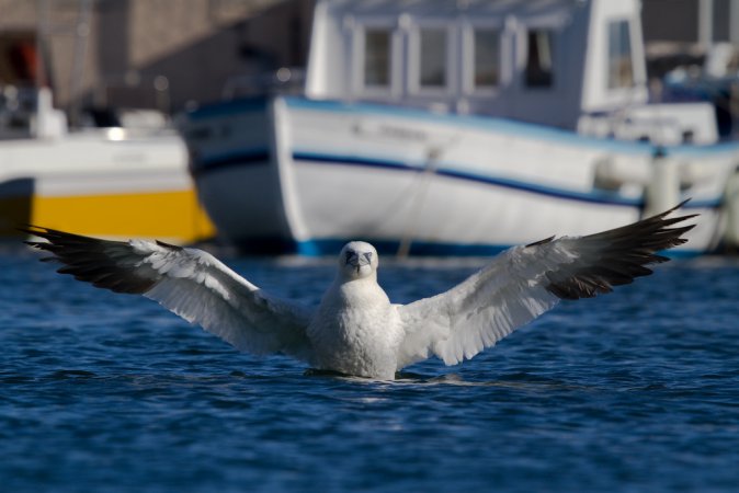 Photo (13): Northern Gannet