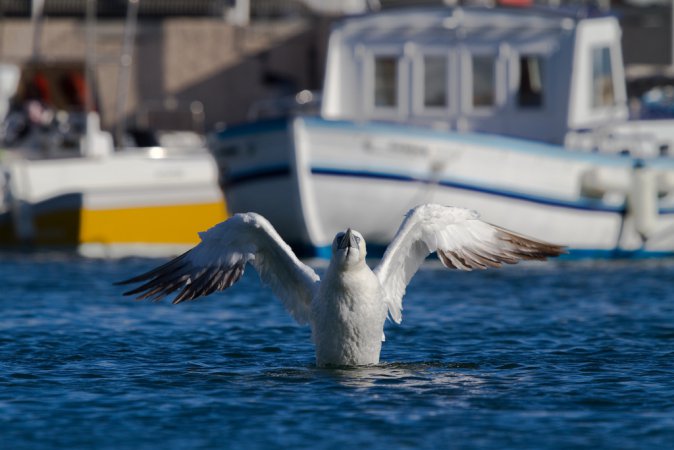 Photo (10): Northern Gannet