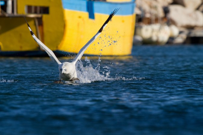 Photo (14): Northern Gannet