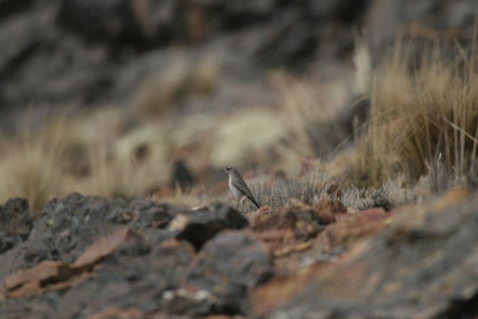 Photo (1): Black-fronted Ground-Tyrant