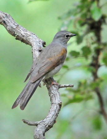 Photo (2): Brown-backed Solitaire