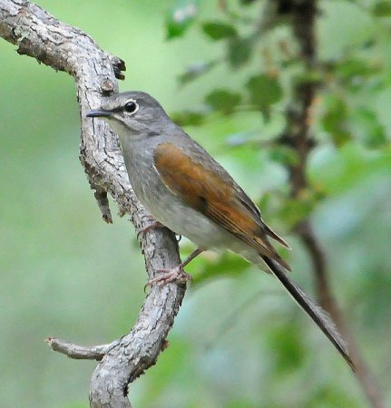 Photo (1): Brown-backed Solitaire