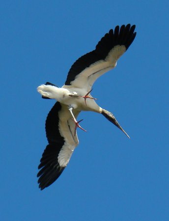 Photo (6): Wood Stork