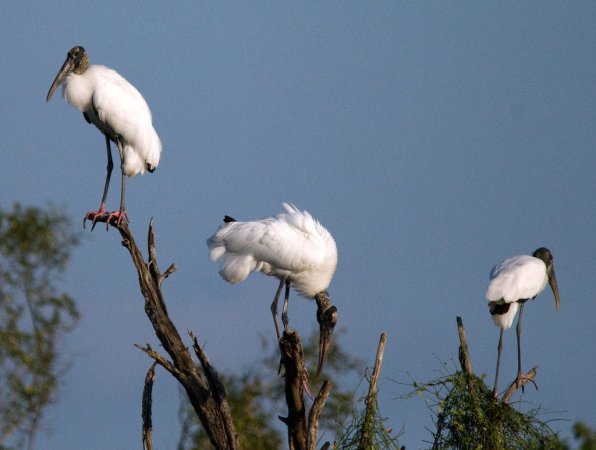 Photo (4): Wood Stork