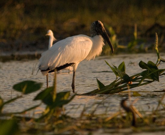 Photo (7): Wood Stork