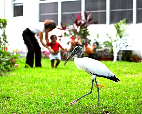 Photo (19): Wood Stork