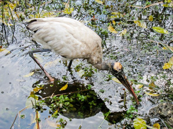 Photo (17): Wood Stork